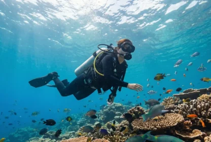 A scuba diver swims over vibrant coral reefs surrounded by colorful fish in clear blue water. The scene conveys a sense of tranquility and exploration.
